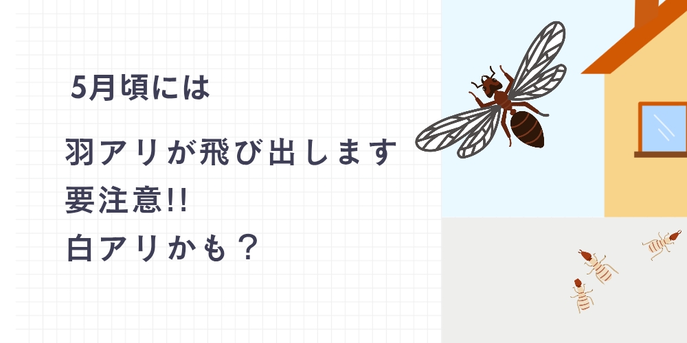 ５月頃には羽アリが飛び出します。要注意!!白アリかも？